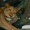 Tree-climbing-lion