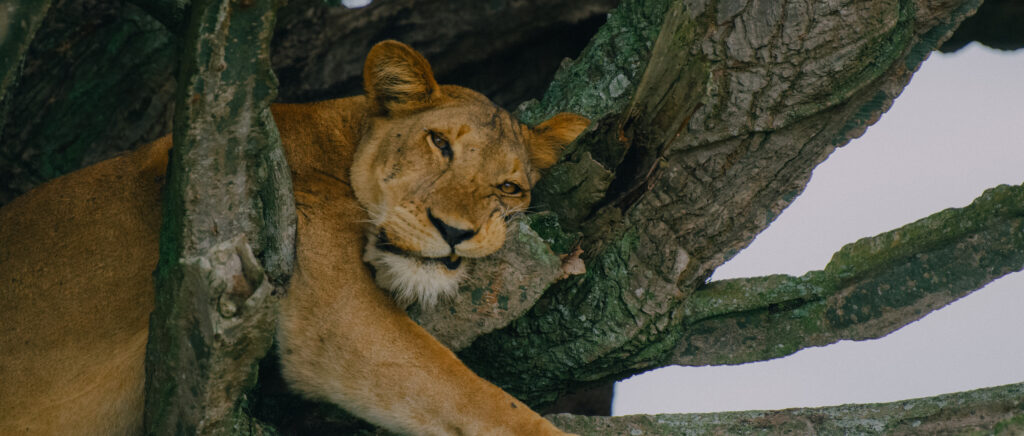 Tree-climbing-lion