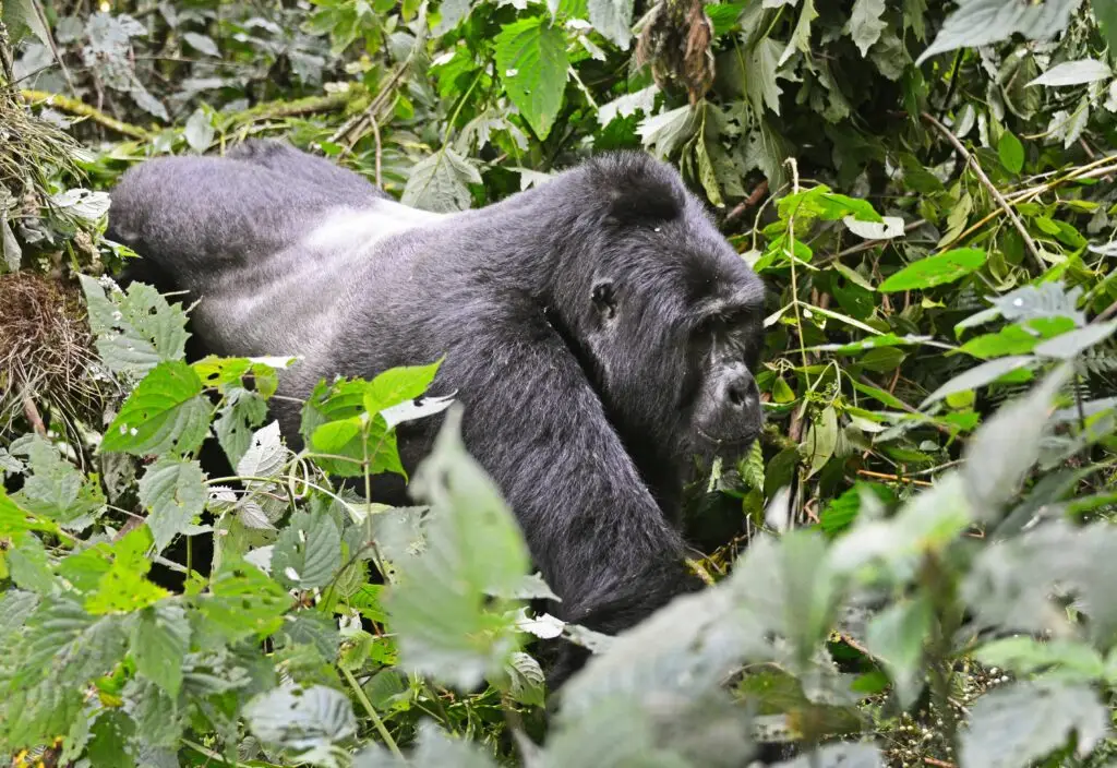 3 Days Trekking Gorillas from Rwanda to Uganda