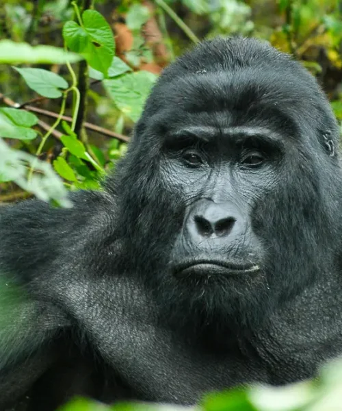 UGANDA