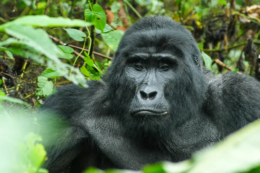 3 Days Gorilla Trekking in Mgahinga Gorilla National Park.