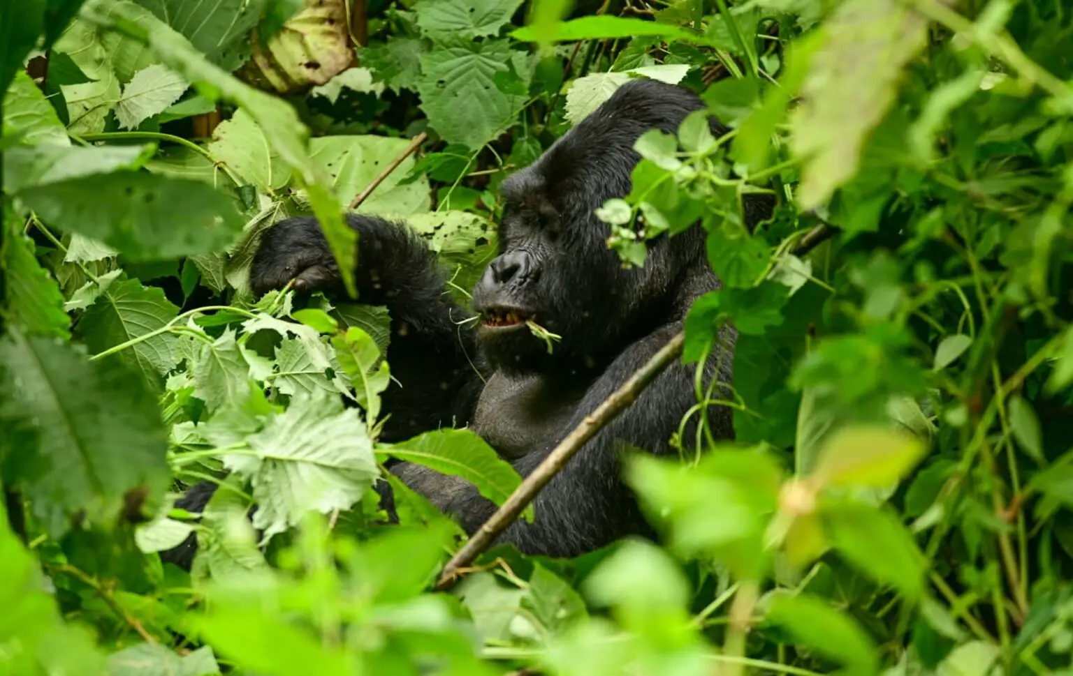 3 Day Uganda Gorilla Habituation Safari
