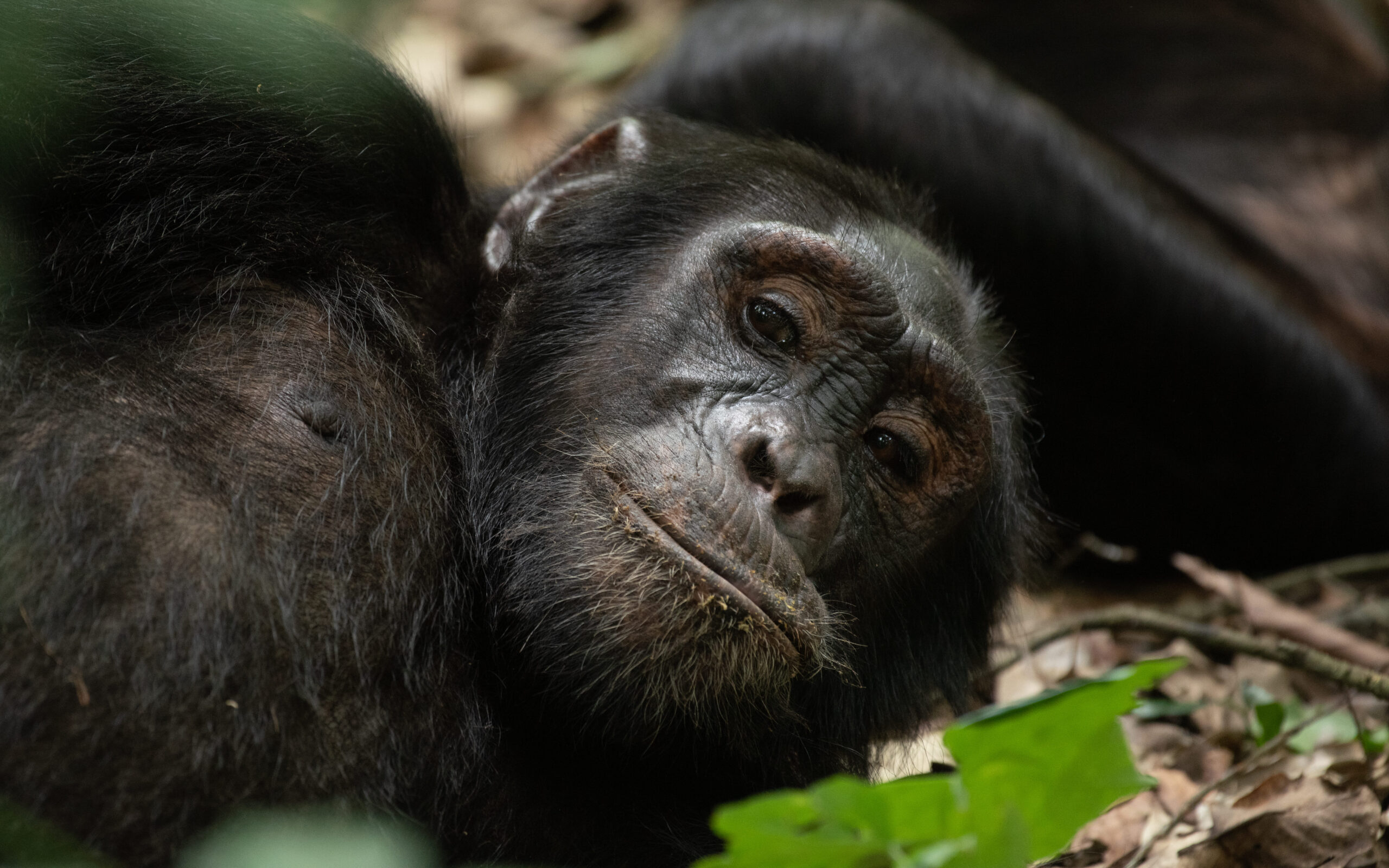 4 Day Uganda Tour with Chimp and Gorilla Encounter