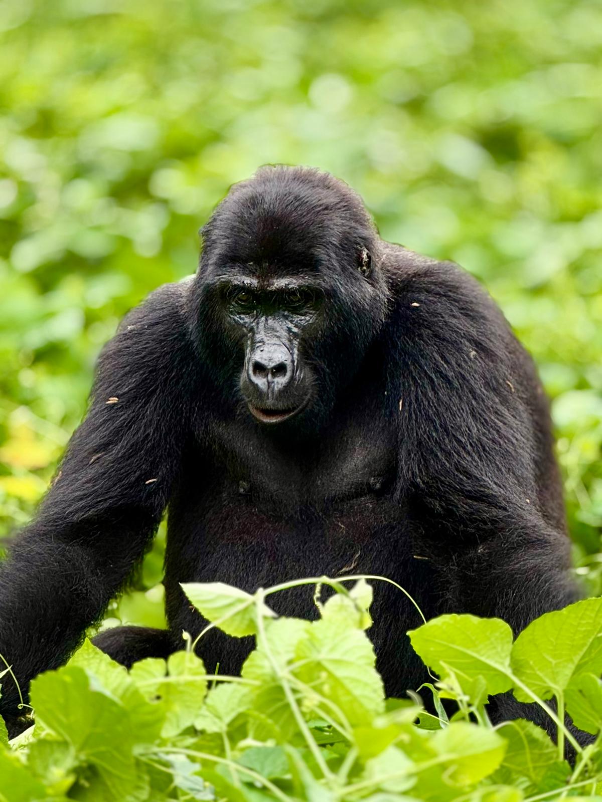 RWANDA