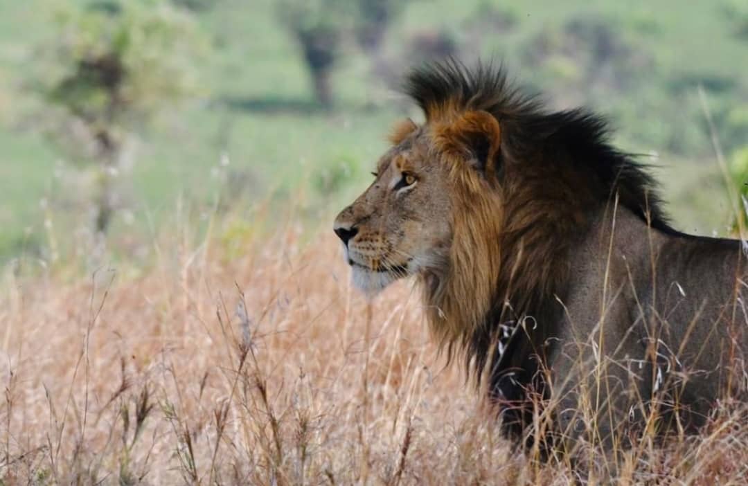 A safari in Ishasha: Discovering the hidden gem of Uganda's wilderness