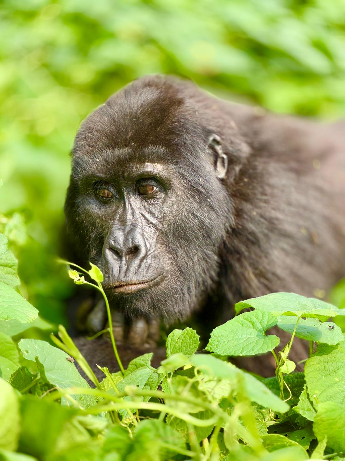 7 Days Uganda Safari Including Gorilla Trekking & Big5