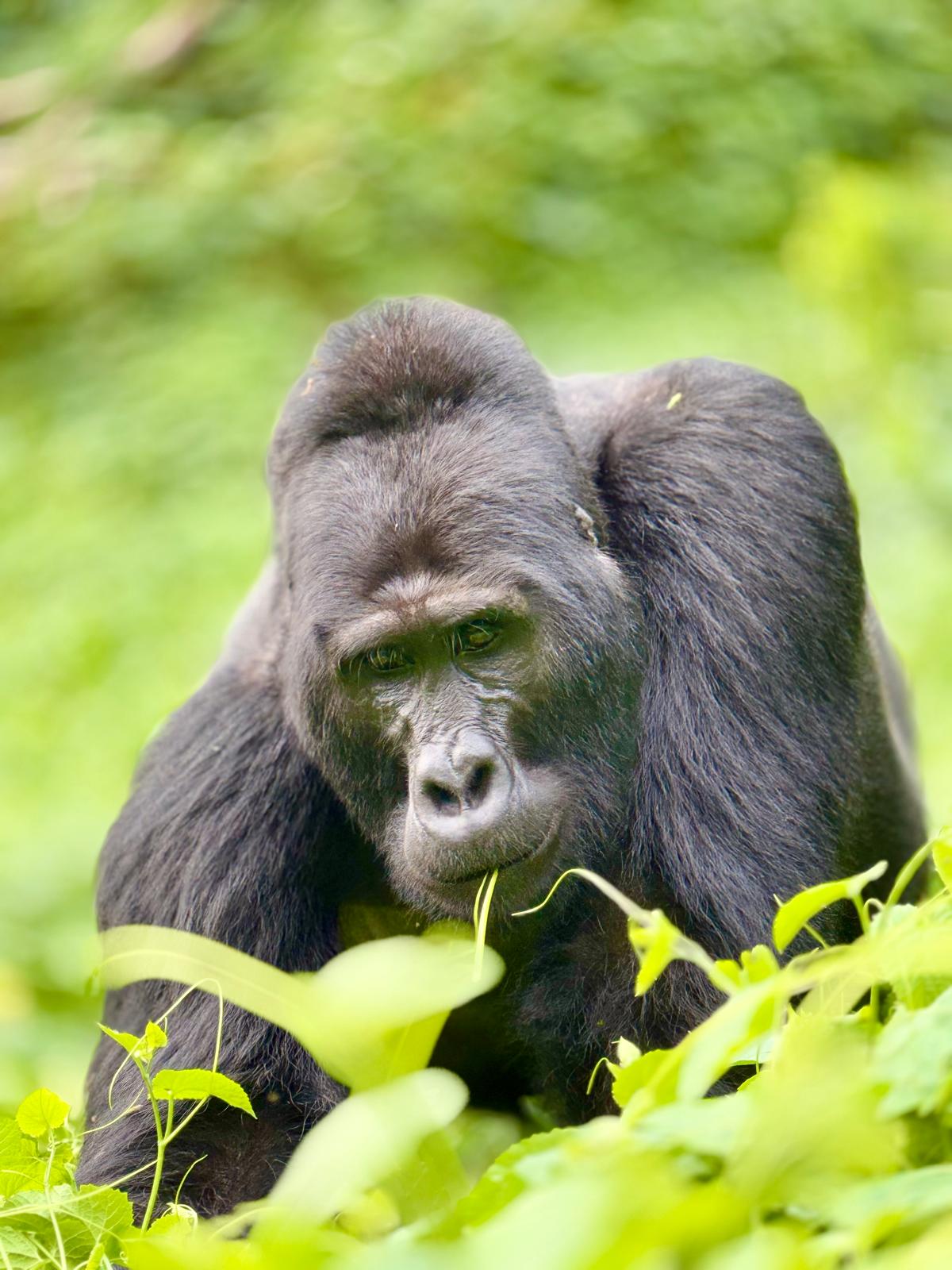 3 day Gorilla Trekking Uganda