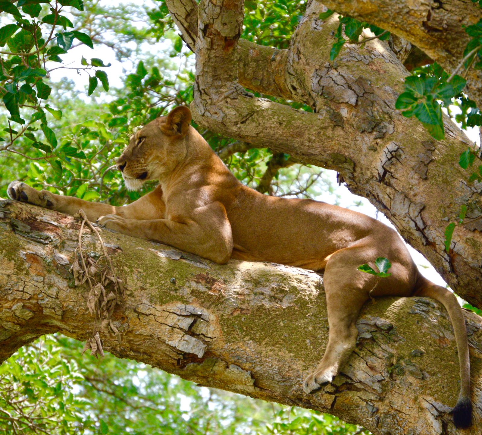 4 Days Uganda Gorillas, Chimpanzee & Lions Safari