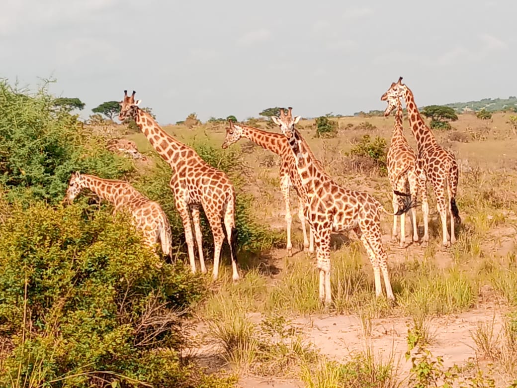 3 day Lake Mburo National Park Safari