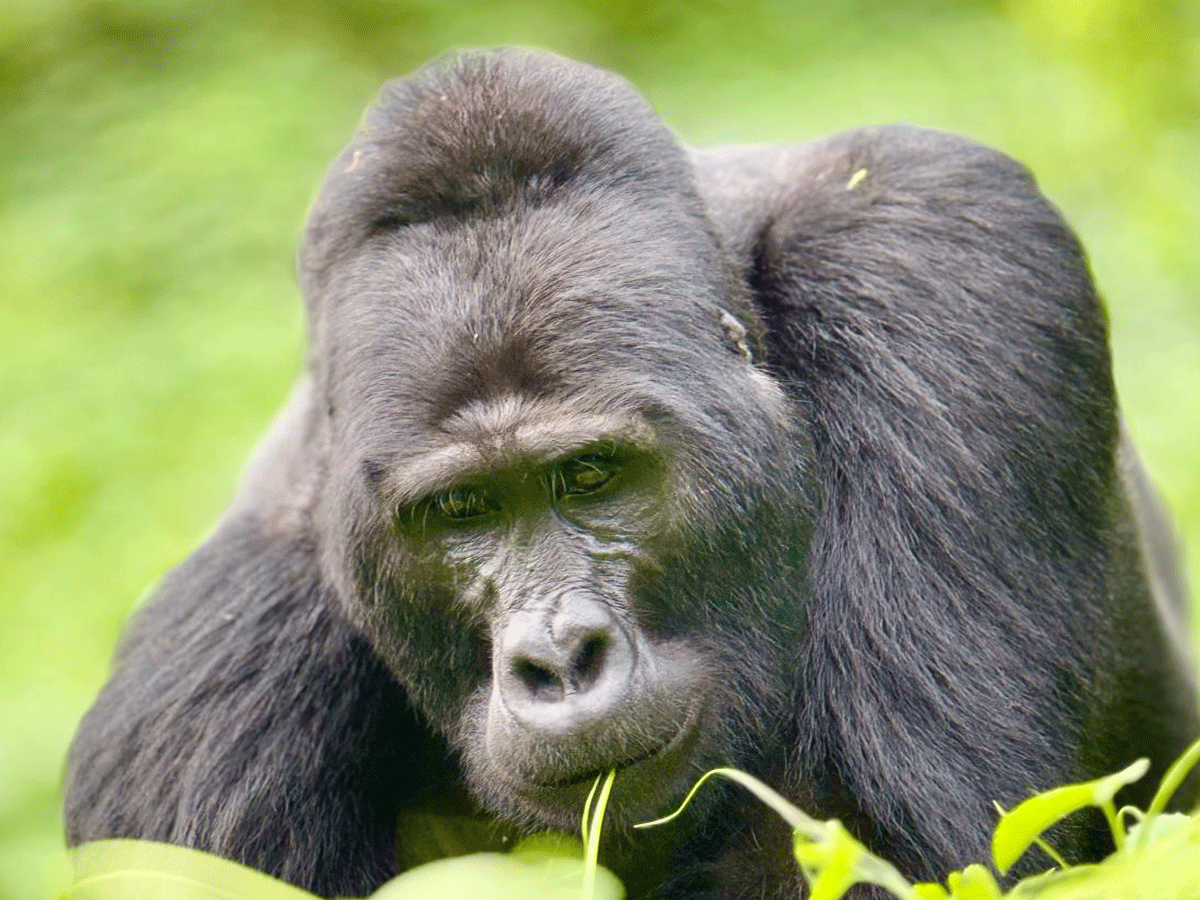 3 day Gorilla Trekking Uganda