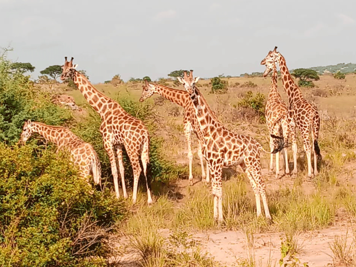 3 day Lake Mburo National Park Safari