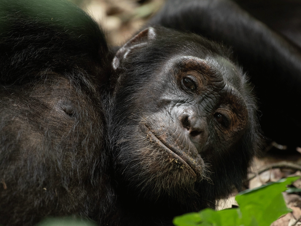 4 Day Uganda Tour with Chimp and Gorilla Encounter