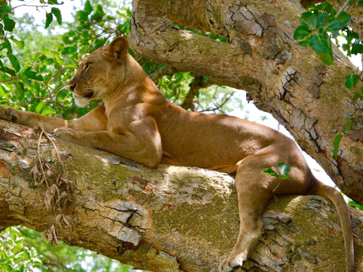 4 Days Uganda Gorillas, Chimpanzee & Lions Safari