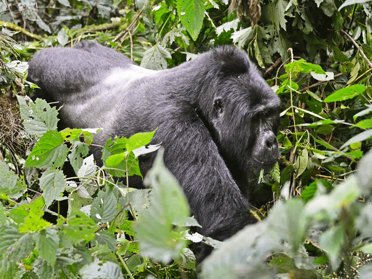 10 Days Uganda & Rwanda Gorilla Safari