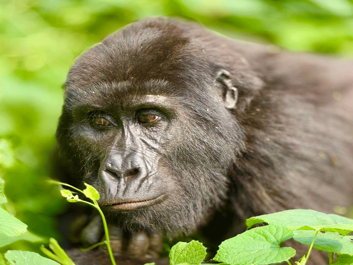 7 Days Uganda Safari Including Gorilla Trekking & Big5