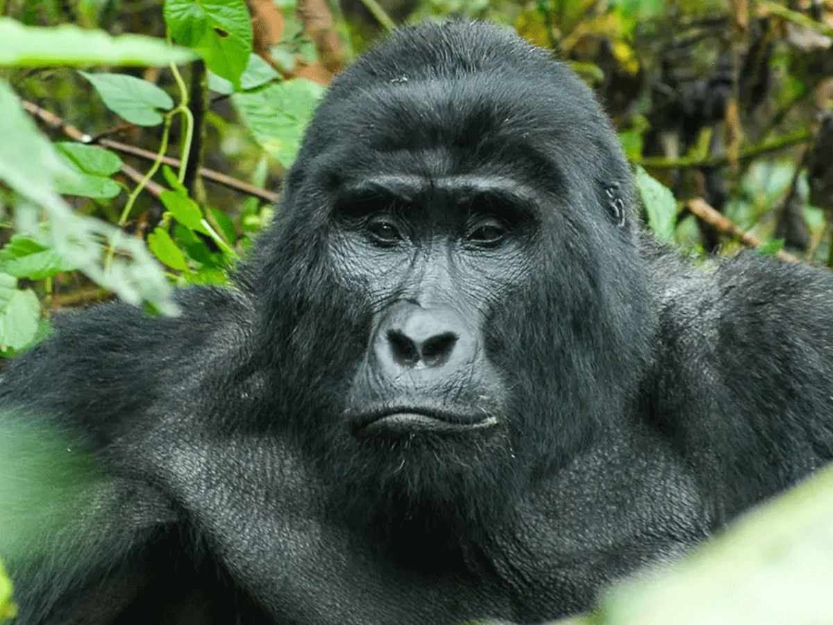 3 Day Uganda Gorilla Habituation Safari