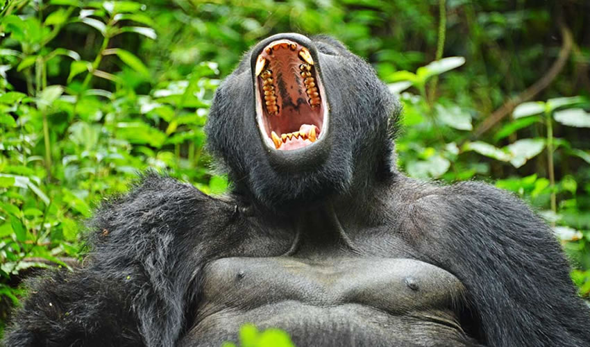 3 Day Uganda Gorilla Habituation Safari
