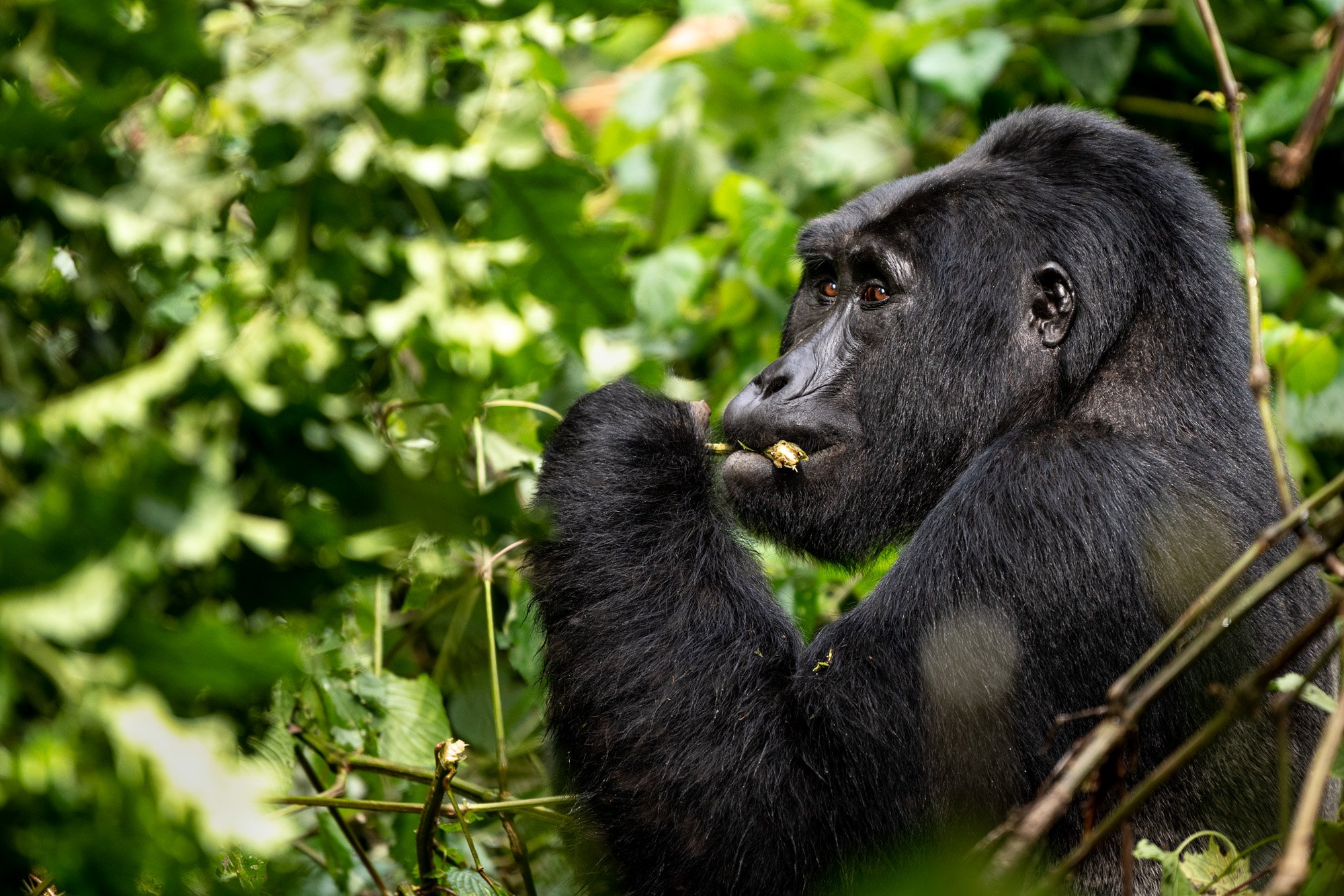 3 Day Uganda Gorilla Habituation Safari