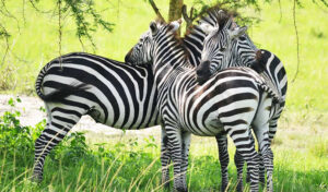 3 day Lake Mburo National Park Safari