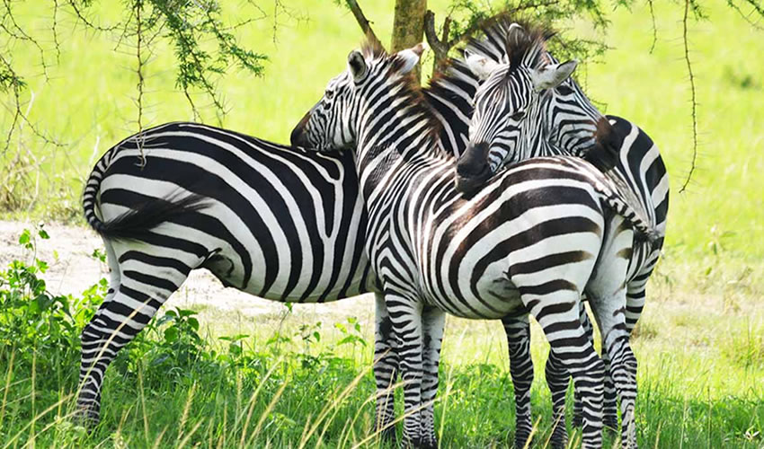 3 Day Uganda Gorilla Habituation Safari