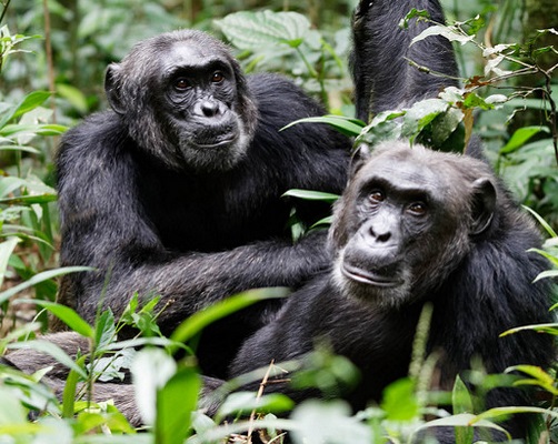 3 Day Uganda Gorilla Habituation Safari