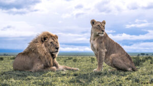 4 Days Uganda Gorillas, Chimpanzee & Lions Safari