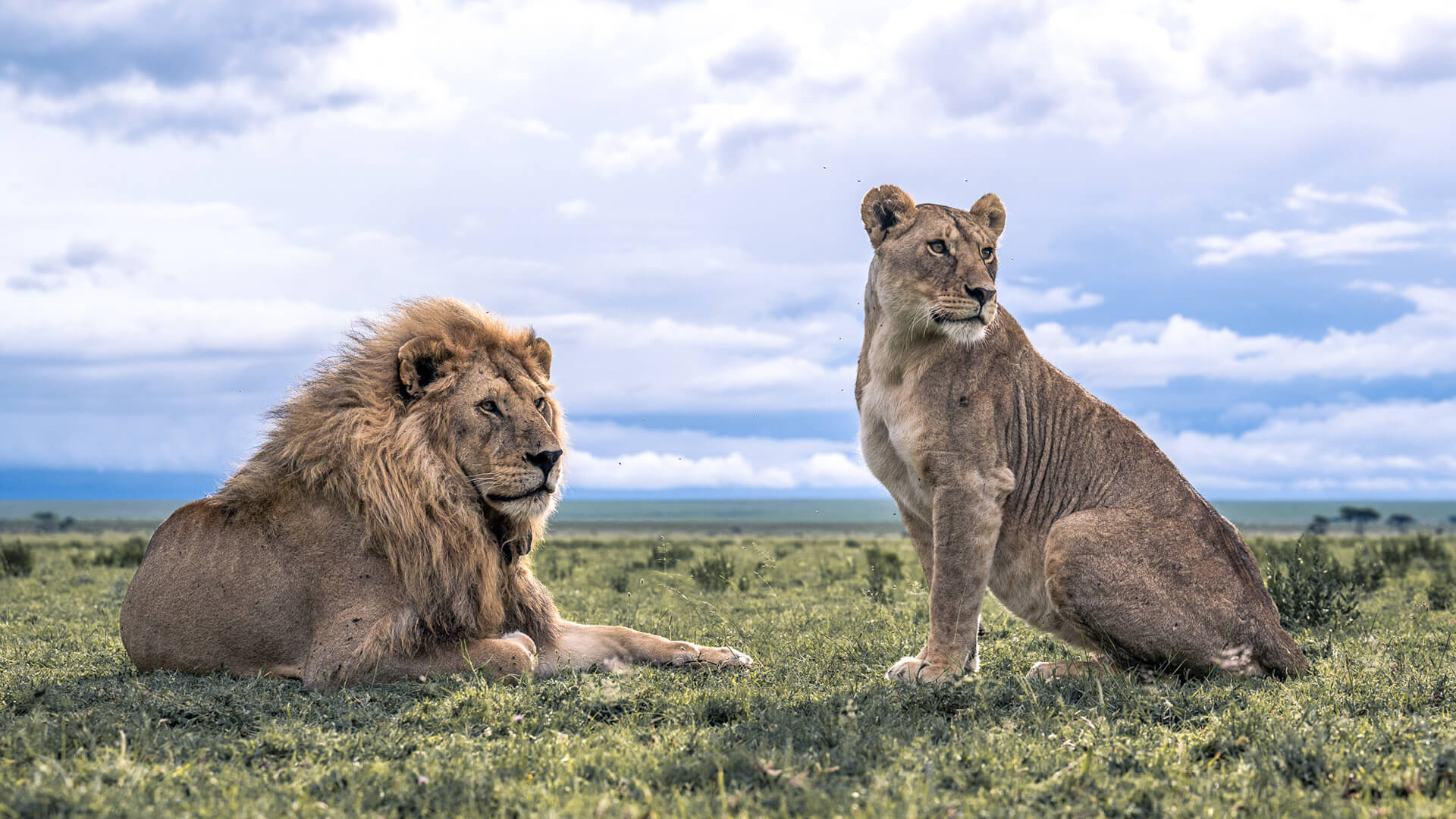 4 Days Uganda Gorillas, Chimpanzee & Lions Safari