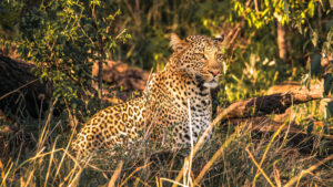 5 Days Uganda Safari