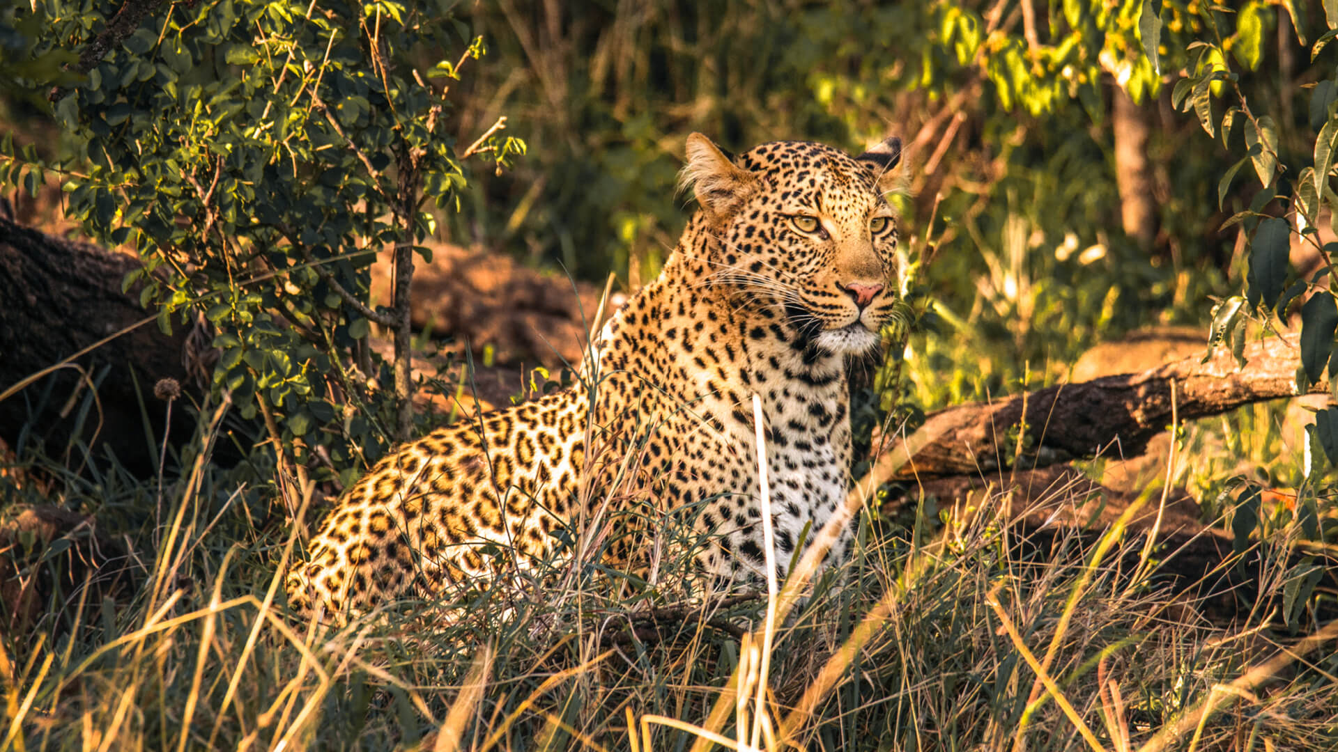5 Days Uganda Safari