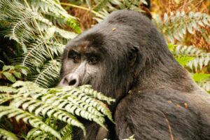 3 Days Trekking Gorillas from Rwanda to Uganda