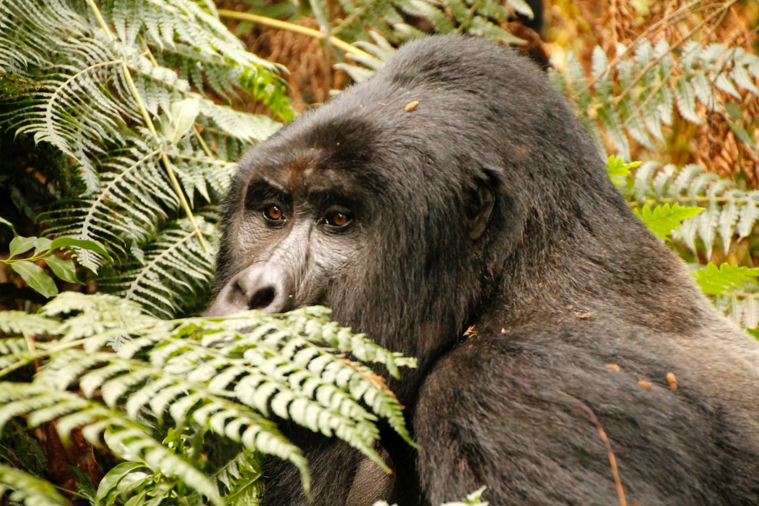 3 Days Trekking Gorillas from Rwanda to Uganda