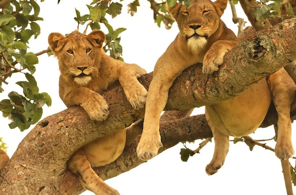 Tree-Climbing-Lions-of-Ishasha-in-Uganda