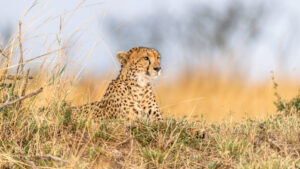 binary safaris adventures