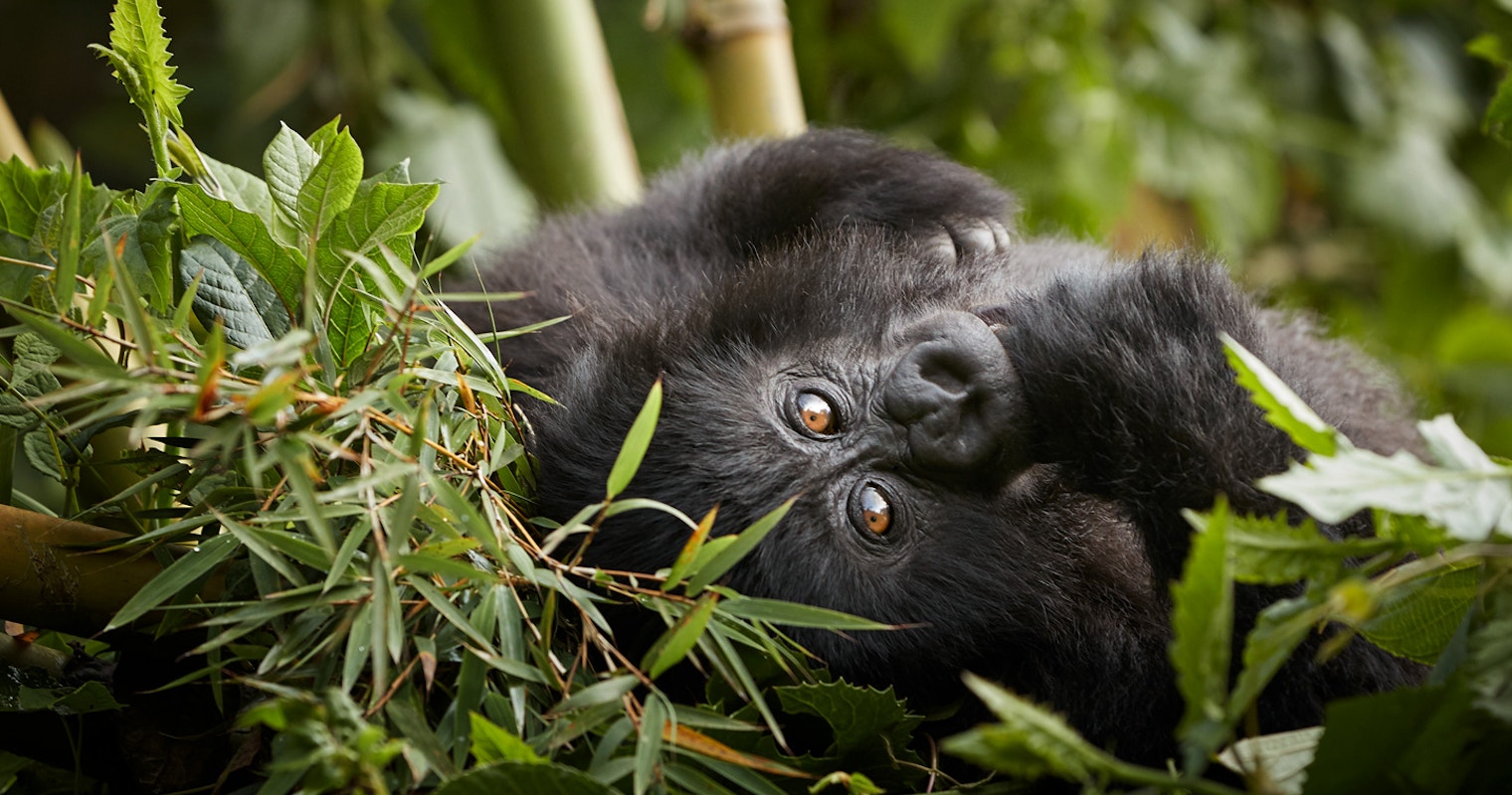 7 days Uganda safari
