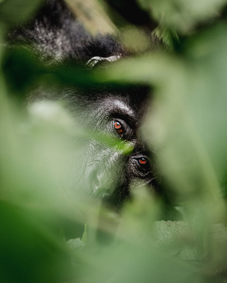 4 Days Gorilla and Chimpanzee Safari