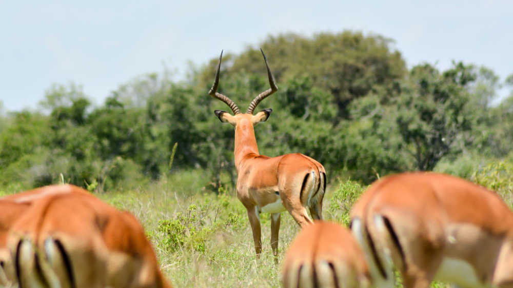 Kenya