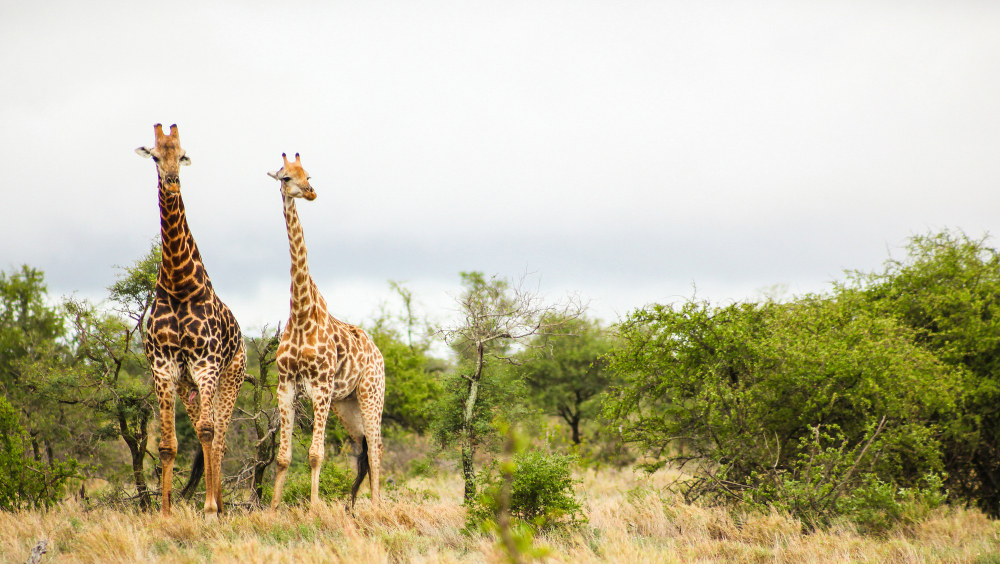 Tanzania